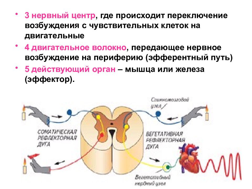 Нервный центр презентация