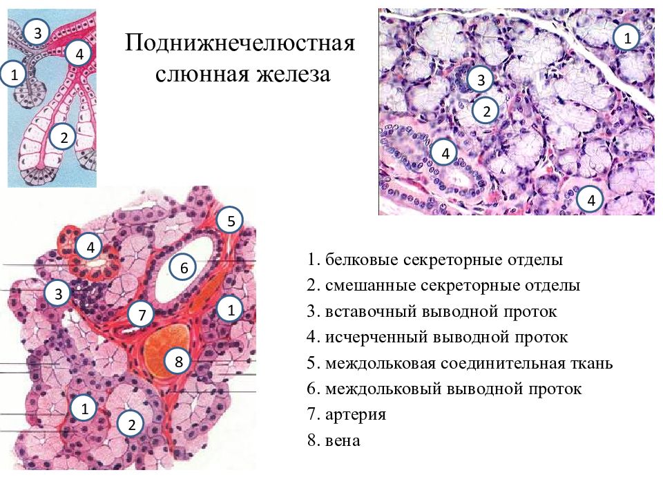 Околоушная слюнная железа гистология рисунок