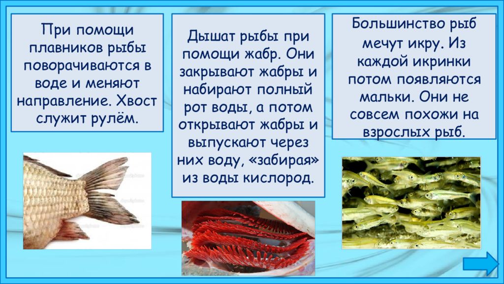 Особенности рыб в воде. Рыбы дышат при помощи. Рыбы дышат при помощи жабр. Почему рыбы дышат в воде. Презентация к уроку рыба.