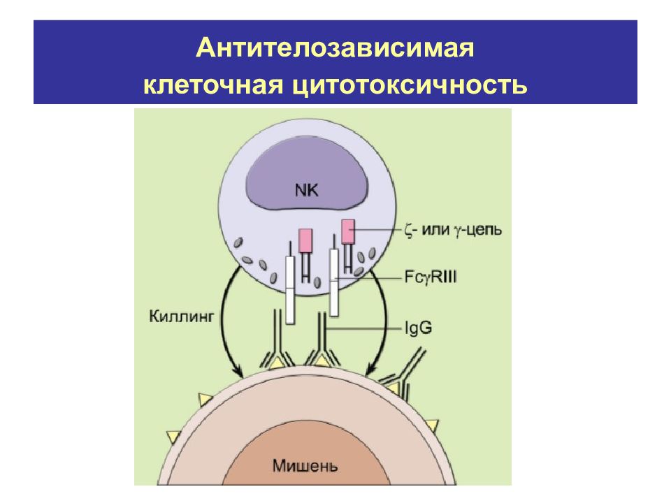 Антителозависимая клеточная цитотоксичность схема