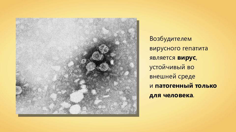 Под возбудителем. Вирусный гепатит а возбудитель. Возбудитель вируса гепатита а. Возбудители вирусного гепатита а является. Возбудителями вирусныхгкпатитов является.