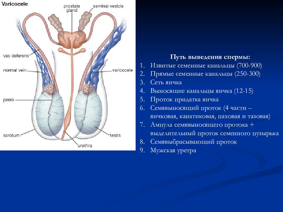 Презентация про половые органы