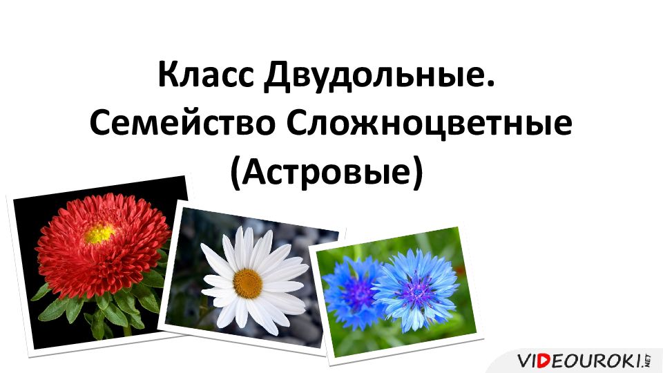 Конспект сложноцветные 7 класс. Спасибо за внимание Сложноцветные фото.