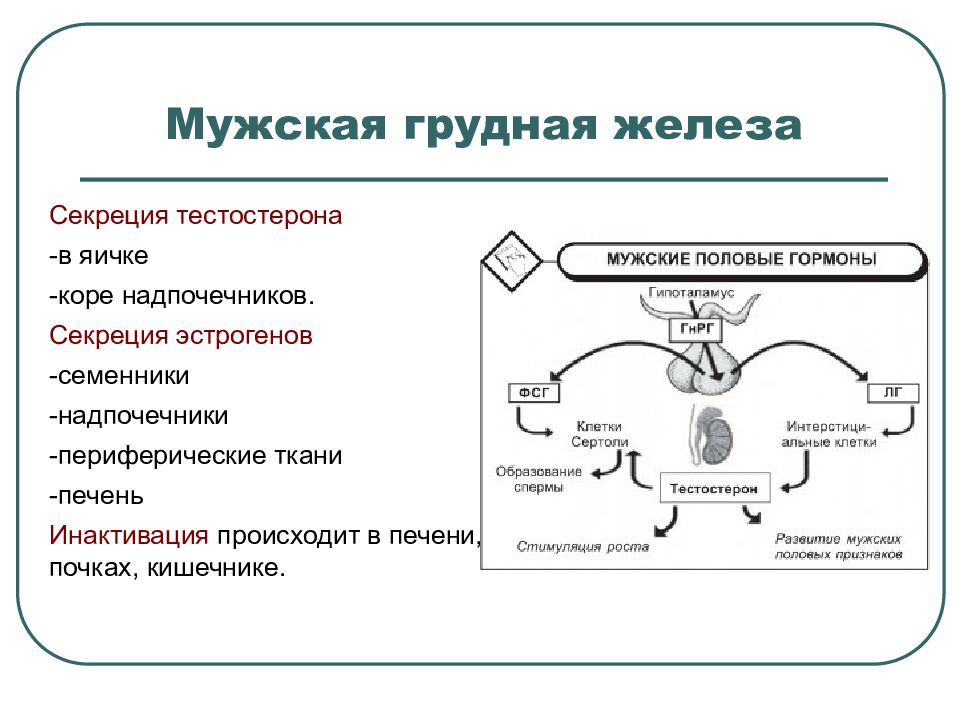 гормональная регуляция простаты. тестостерон в яичках. тестостерон у мужчин. охлаждение яичек для тестостерона. превращение тестостерона в дигидротестостерон.