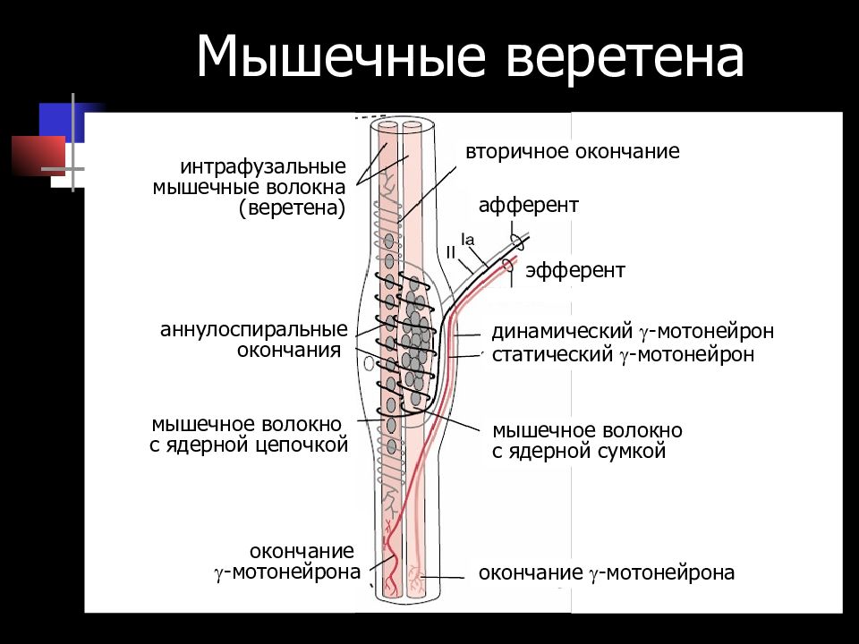 Нервно мышечное веретено схема