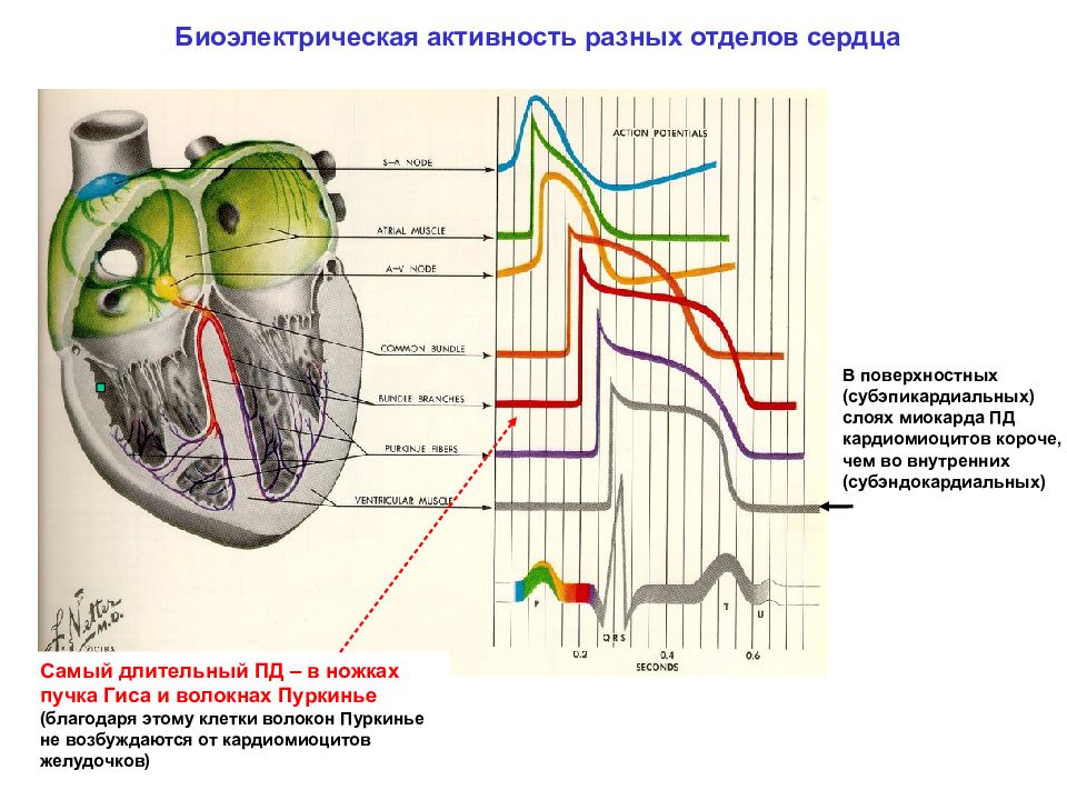 Биоэлектрическая активность. Электрическая активность миокарда. Электрическая активность проводящей системы сердца. Биоэлектрическая активность сердца. Биоэлектрическая активность миокарда это.