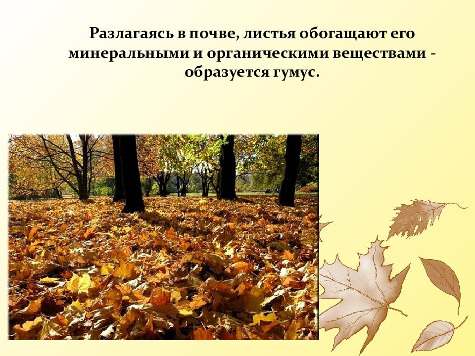 Опавшие листья терпеливо. Деревья сбрасывают листья. Осенью растения сбрасывают листья так как. Что образуют опавшие листья. Какие растения не сбрасывают листья осенью.