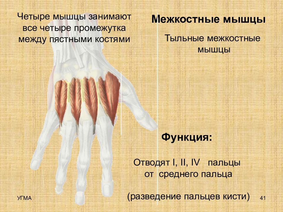 Межкостные мышцы. Тыльные межкостные мышцы кисти. Функции ладонных межкостных мышц. Ладонные межкостные мышцы кисти функции. Тыльные межкостные мышцы кисти функции.