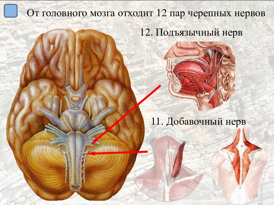 12 мозгов. 12 Пара подъязычный нерв. Подъязычный нерв 12 анатомия. Подъязычный нерв на мозге. Подъязычный нерв головной мозга.