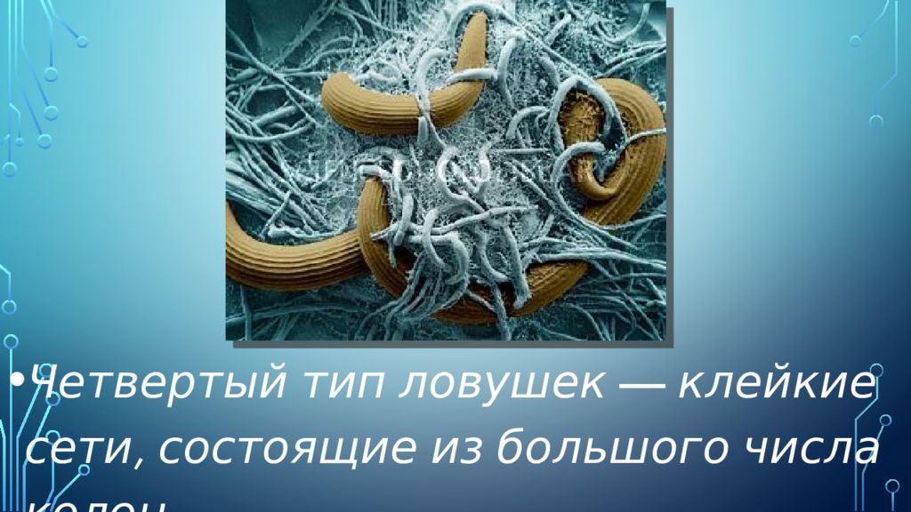 Грибы хищники. Грибы хищники 5 класс биология. Хищные грибы биология 5 класс. Грибы хищники это в биологии.