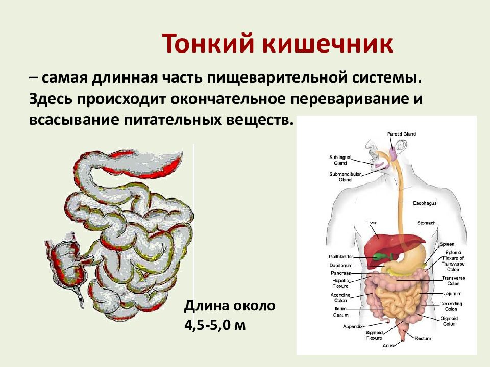 Пищеварение пищи. Питание и пищеварение. Питание система пищеварения. Биология питание и пищеварение. Самая длинная часть пищеварительной системы.