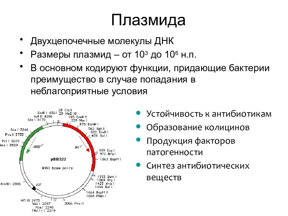 Сколько молекул днк содержат бактерии. Плазмиды классификация микробиология. 140 МД плазмида. Плазмиды нахождение в клетке. Классификация плазмид микробиология.