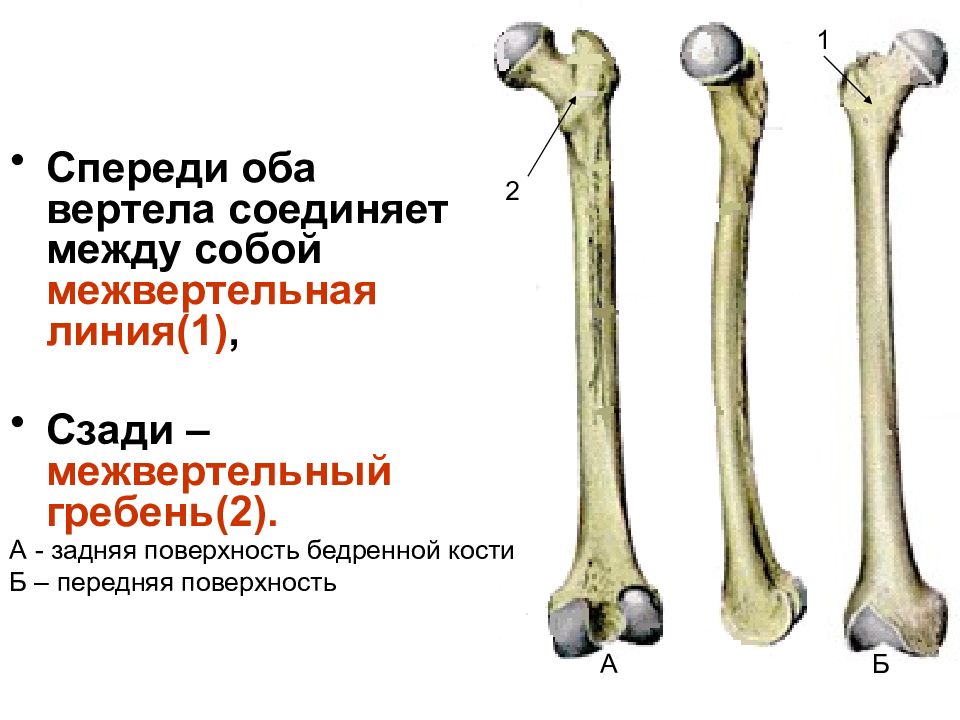 Бедренная кость тип соединения костей. Скелет нижних конечностей. Межвертельный гребень. Межвертельная линия бедренной кости. Межвертельная зона бедренной кости.
