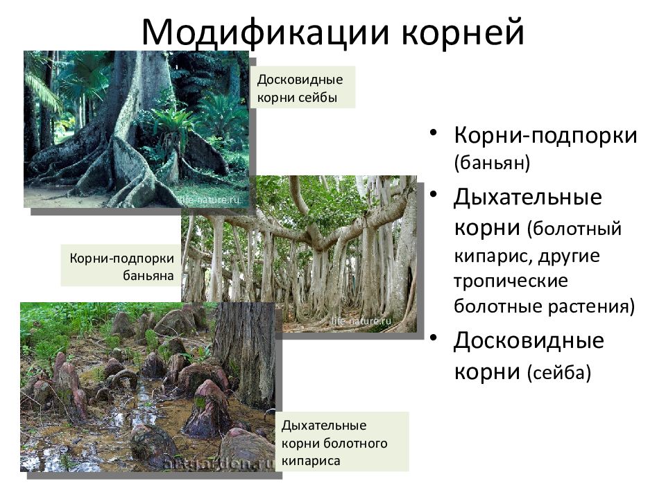 Корни дерева. Колония генетически идентичных деревьев с одним корнем. Корневая система платана. Дерево павлония корневая система. Корни мангровых деревьев.