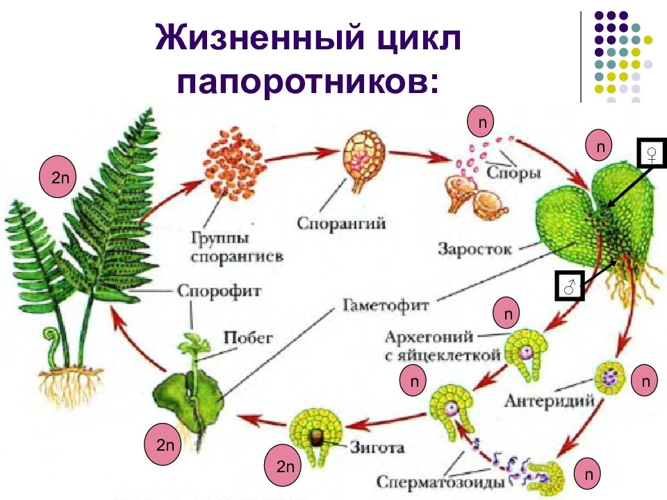 Цикл развития папоротника нарисовать