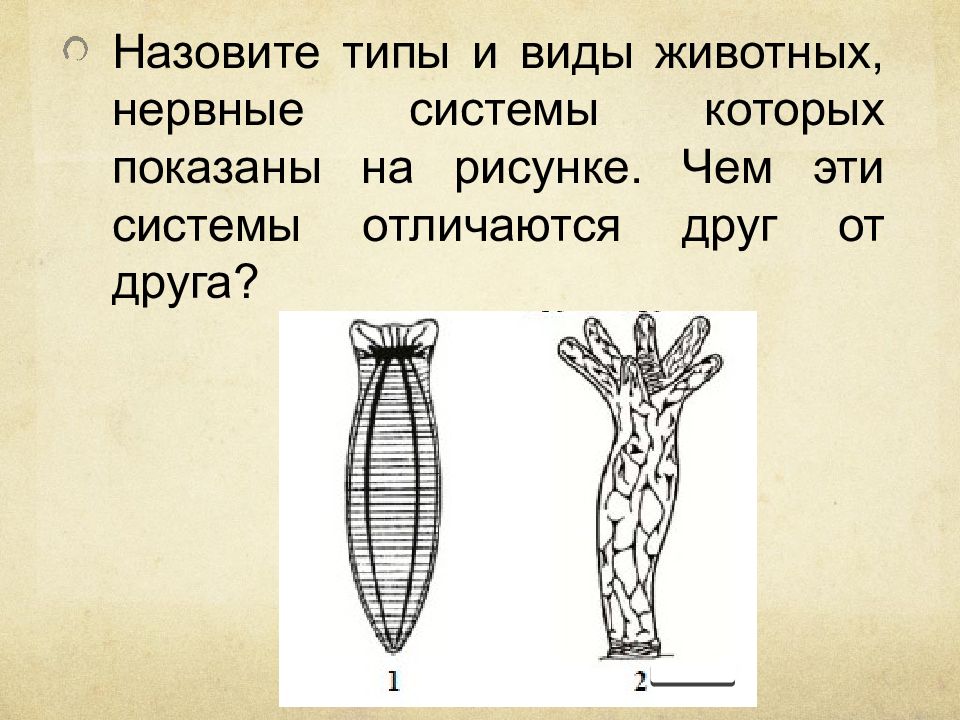 Назовите типы и виды животных нервные системы которых показаны на рисунке чем эти системы отличаются