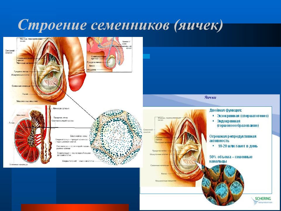 Мужские яички органы. Семенники строение и функции. Семенники анатомия. Строение яичка. Яички строение и функции.