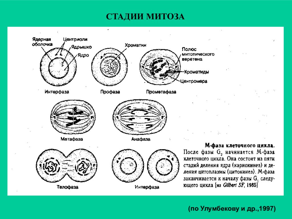 Интерфаза ядра. Стадии клеточного цикла митоз. Схема основных стадий митоза. Фазы митоза схема. Фазы клеточного цикла митоза.