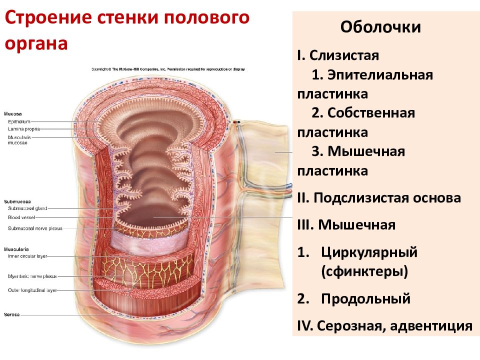 Строение стенки органов пищеварения