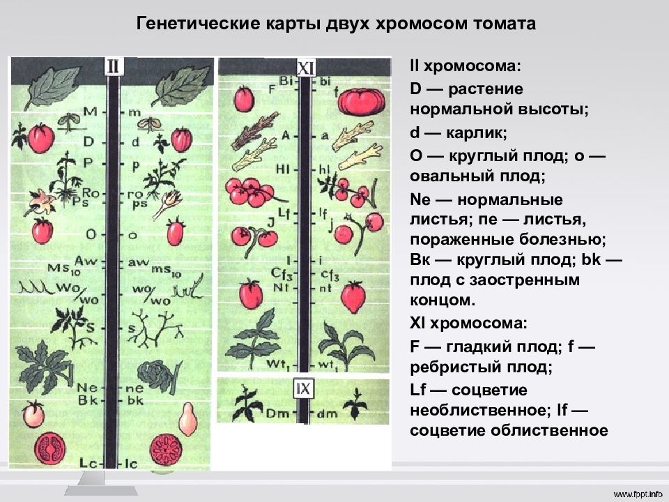 Закон моргана биология презентация