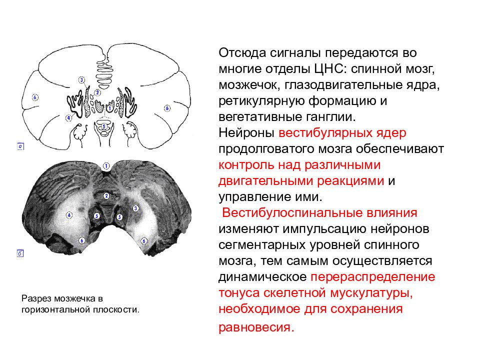 вестибулярное ядро мозжечка