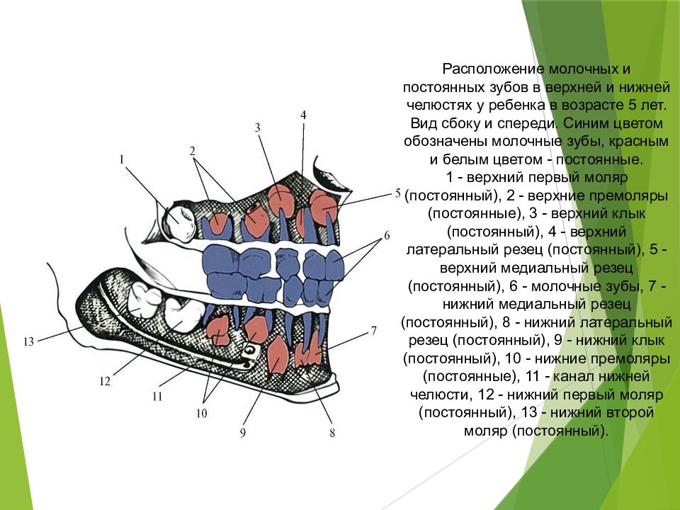 Строение молочного зуба у детей. Расположение молочных зубов и постоянных. Анатомия молочных и постоянных зубов. Расположение зубов верхней и нижней челюстей.