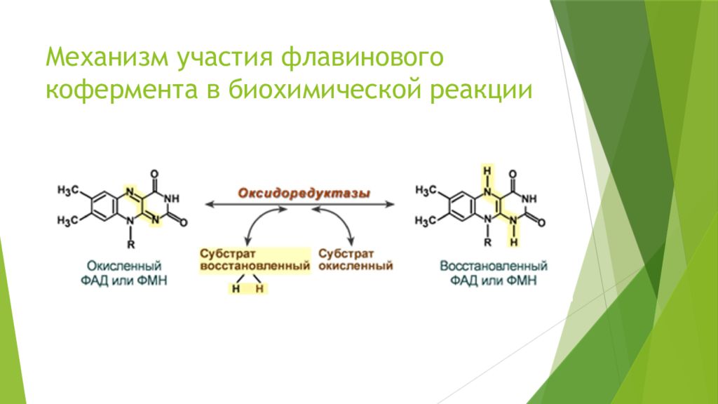 Механизм участия. Кофермент витамина в2. Коферментные формы витамина в2. Витамин в2 биохимические функции. Витамин в2 строение.