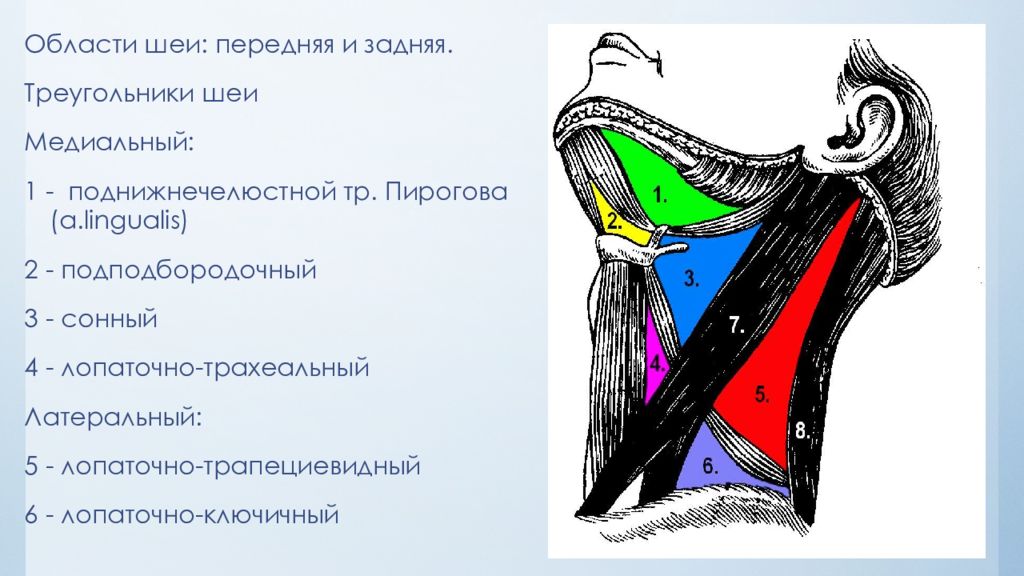 Треугольники шеи. Треугольники передней области шеи. Передний медиальный треугольник шеи. Латеральный треугольник шеи топографическая. Треугольники шеи топографическая анатомия.