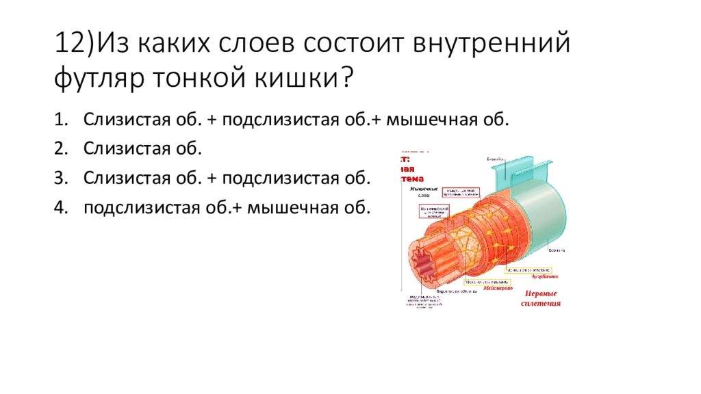 Слоев состоит. Футлярное строение стенки кишки. Из каких слоёв состоит.