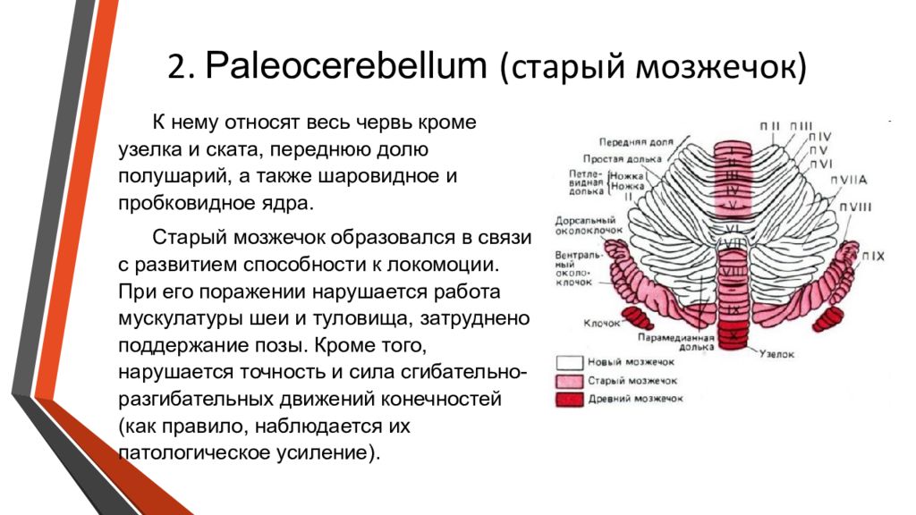 Презентация про мозжечок