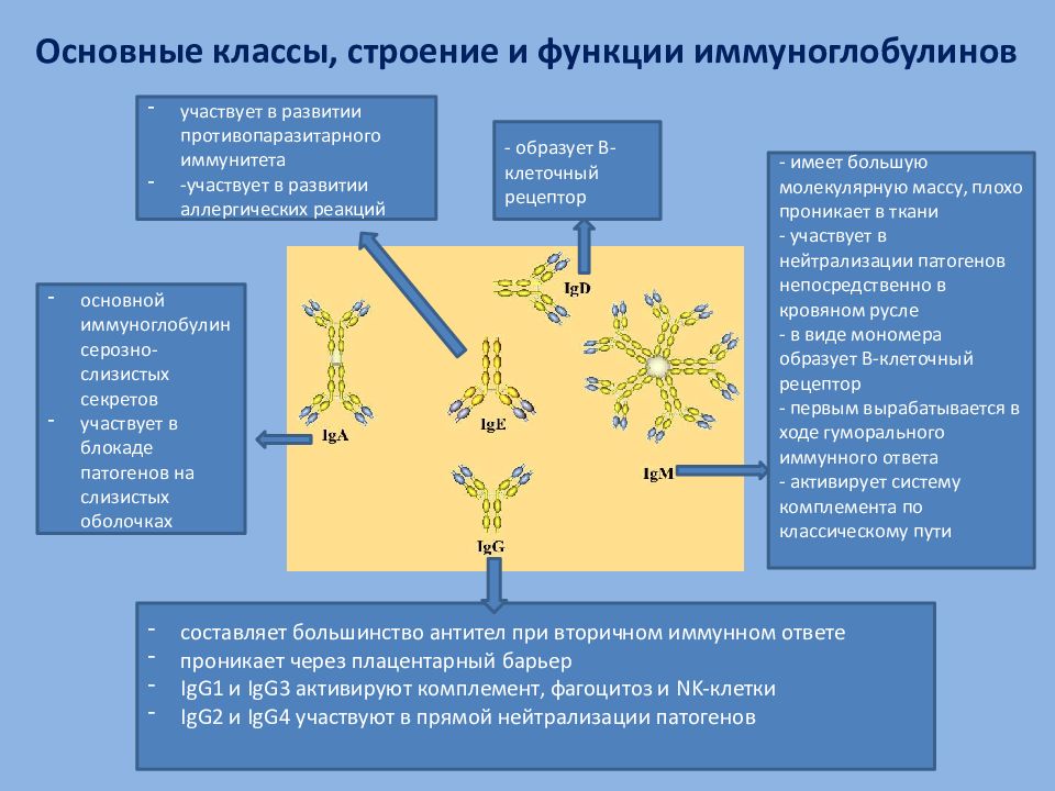 Моноклональные антитела иммунология презентация