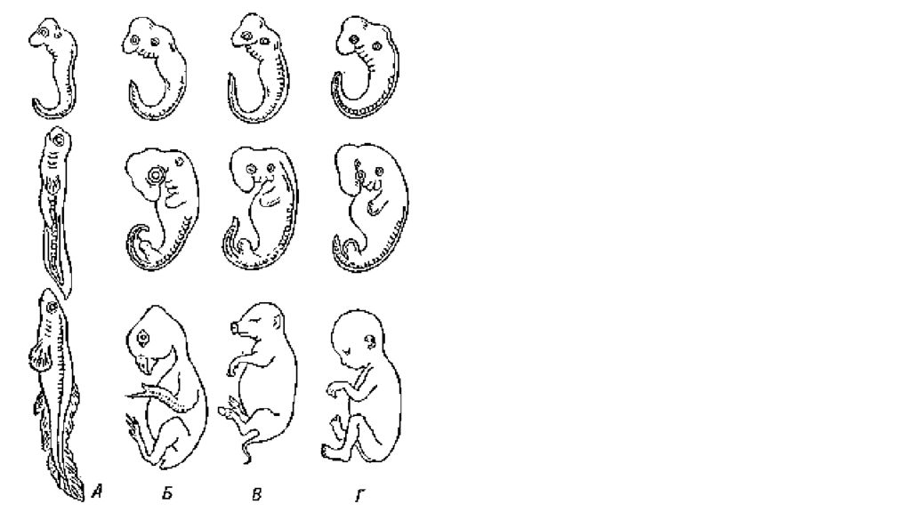 Тест по биологии 7 класс эволюция