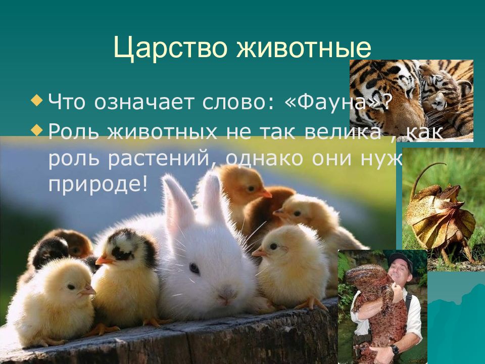 Царство животных картинки