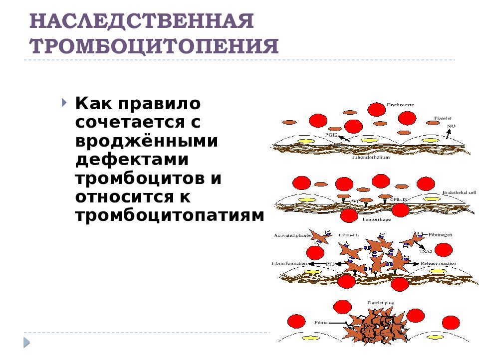 Патофизиология гемостаза презентация