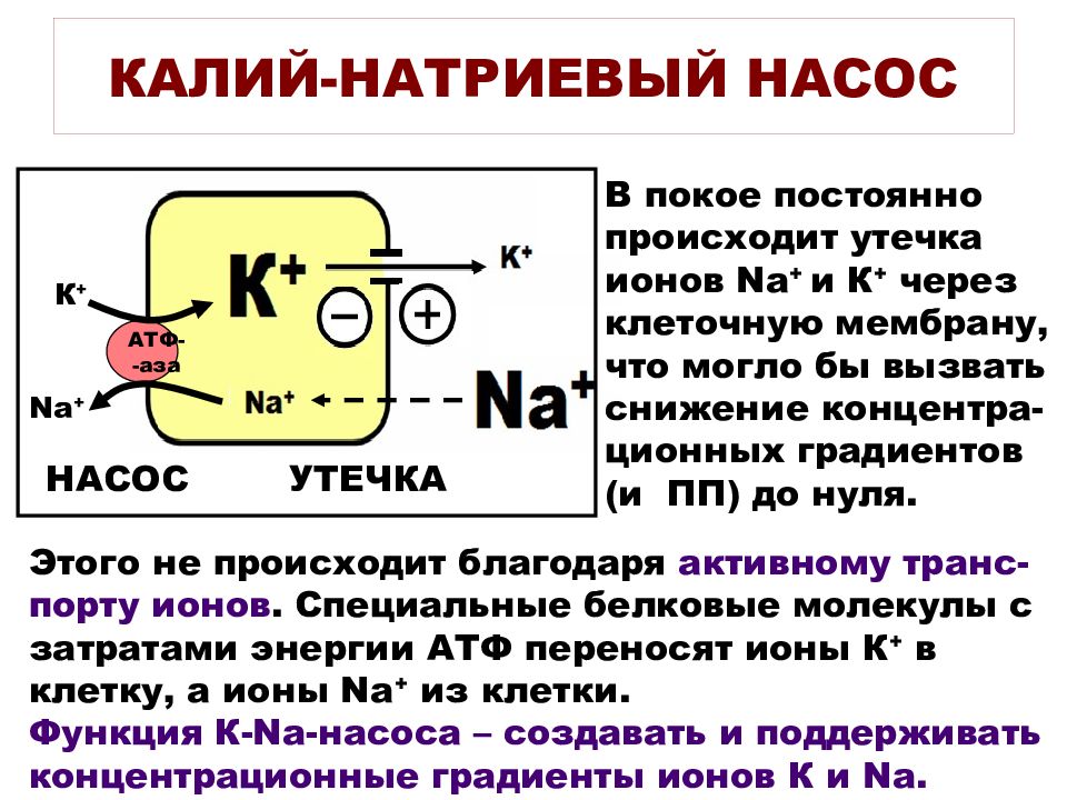 По какой схеме возможен одновременный трансмембранный перенос ионов калия и натрия