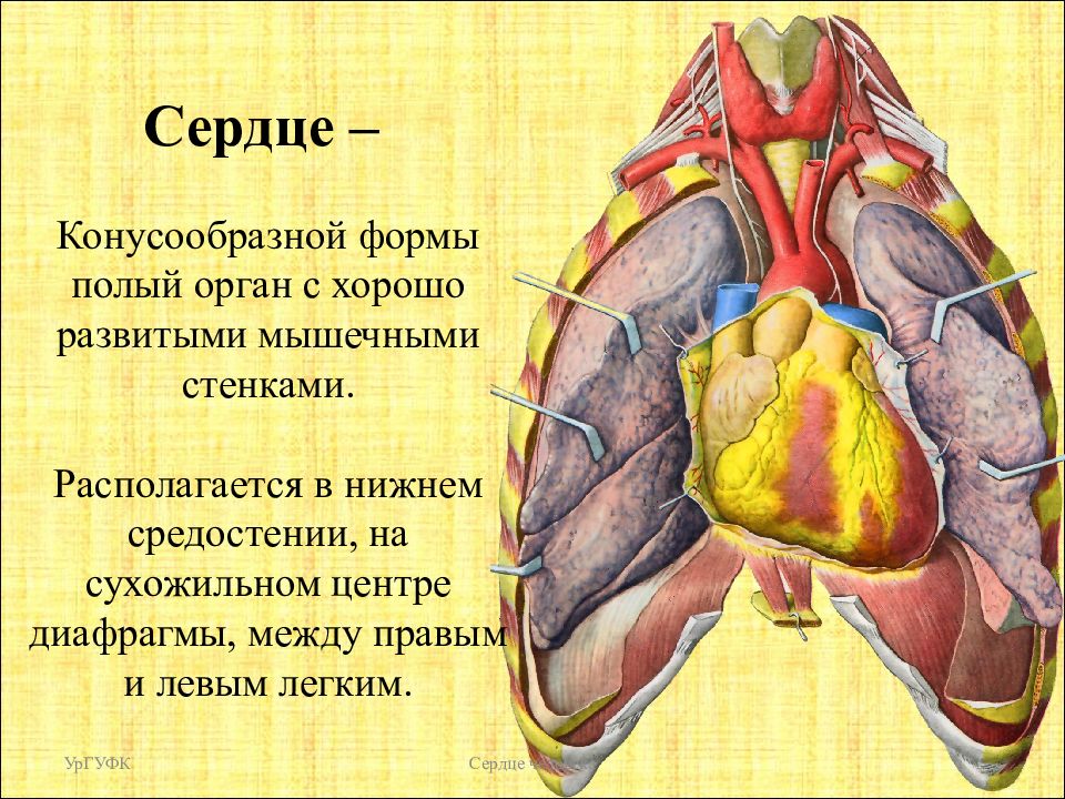 Сердце имеет. Сердце это мышца или орган. Сердце располагается в средостении.