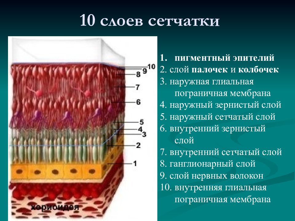 Клетки пигментного эпителия. Наружная Пограничная мембрана сетчатки. Наружная Пограничная глиальная мембрана. 10 Слоев сетчатки.