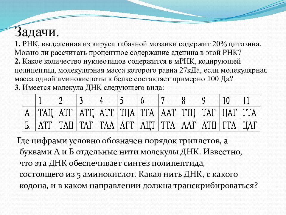 Презентация по биологии решение задач по молекулярной биологии