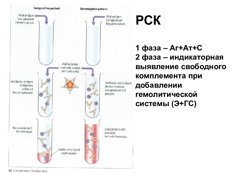 Рск это. Реакция связывания комплемента РСК 1 фаза 2 фаза. Реакция связывания комплемента фазы. Реакция связывания комплемента микробиология фазы. РСК микробиология механизм.