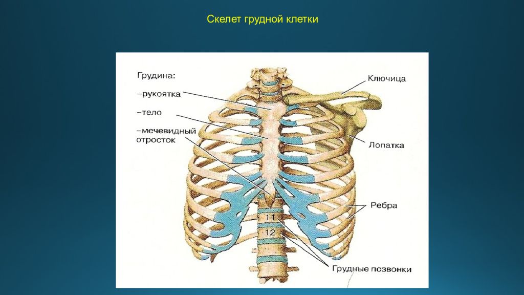 Ребро отдел скелета. Скелет человека анатомия Грудина. Строение костей грудной клетки человека. Скелет грудной клетки человека анатомия. Грудина скелет строение.