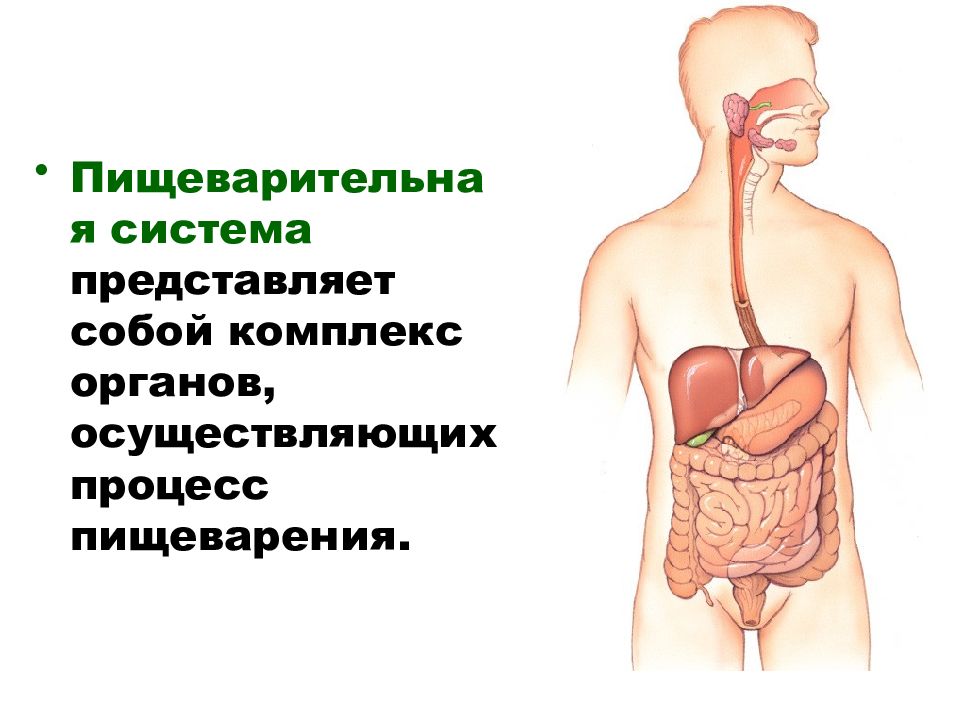 Физиология пищеварительной системы презентация