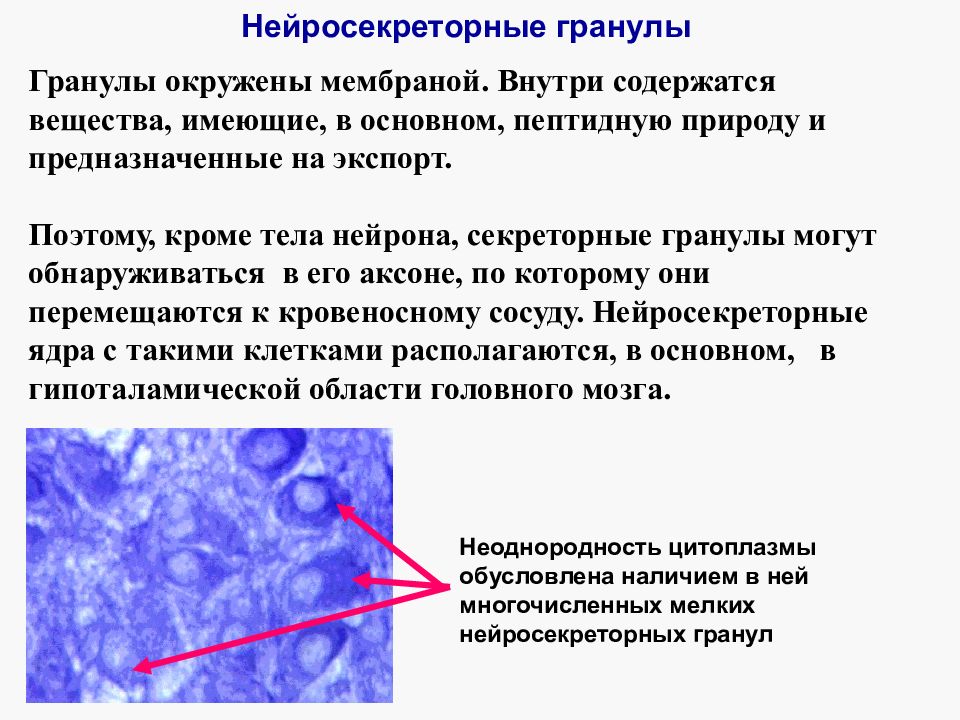 Окружен мембранами. Строение нейросекреторных клеток. Нейросекреторные гранулы. Нейросекреторные клетки располагаются в. Нейросекреторная клетка гистология.