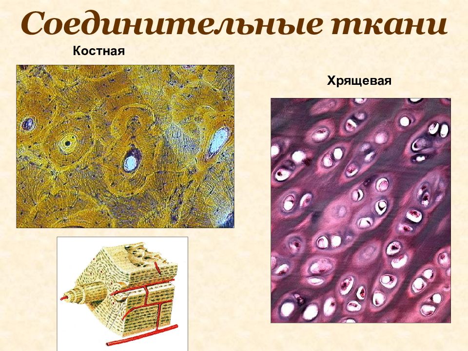 Хрящевая ткань презентация