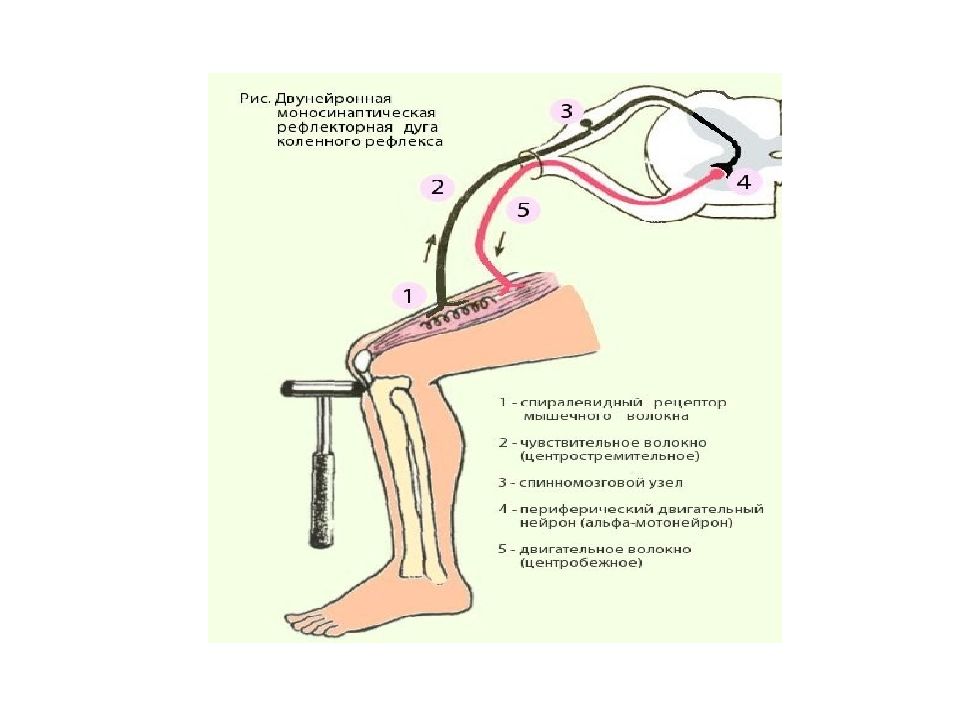 Порядке элементы рефлекторной дуги коленного рефлекса человека. Рефлексная дуга коленного рефлекса. Схема рефлекторной дуги ахиллова рефлекса 5. Схема рефлекторной дуги ахиллова рефлекса звенья. Звенья дуги коленного рефлекса схема.