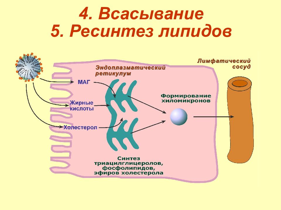 Всасывание жиров