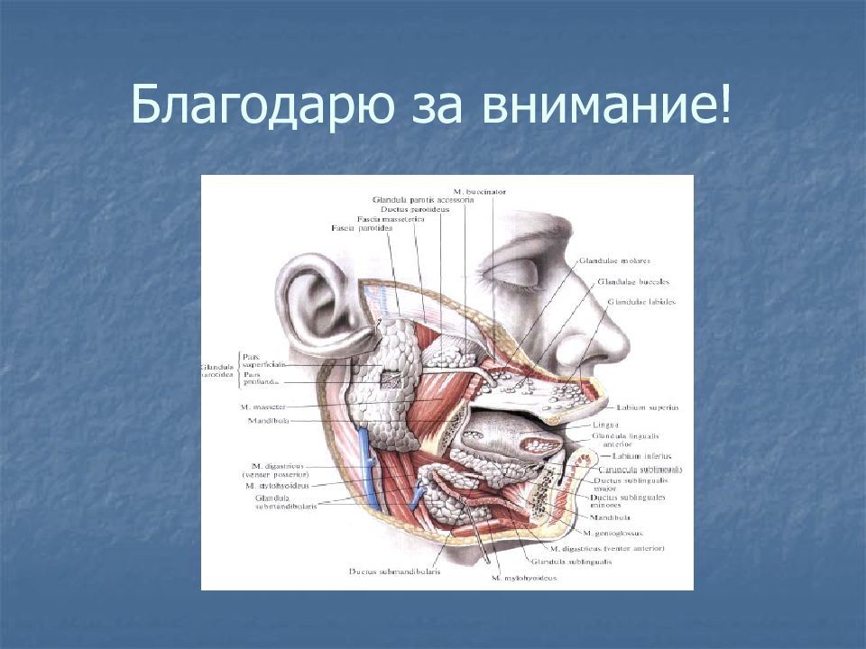 Послойное строение подбородочной области. Подбородочная область топографическая анатомия. Топография околоушной железы.