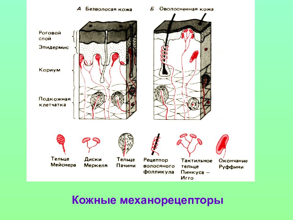 Виды механорецепторов презентация