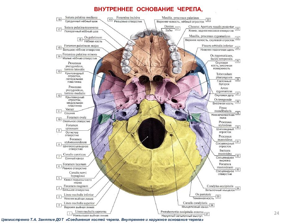 Основание черепа анатомия в картинках
