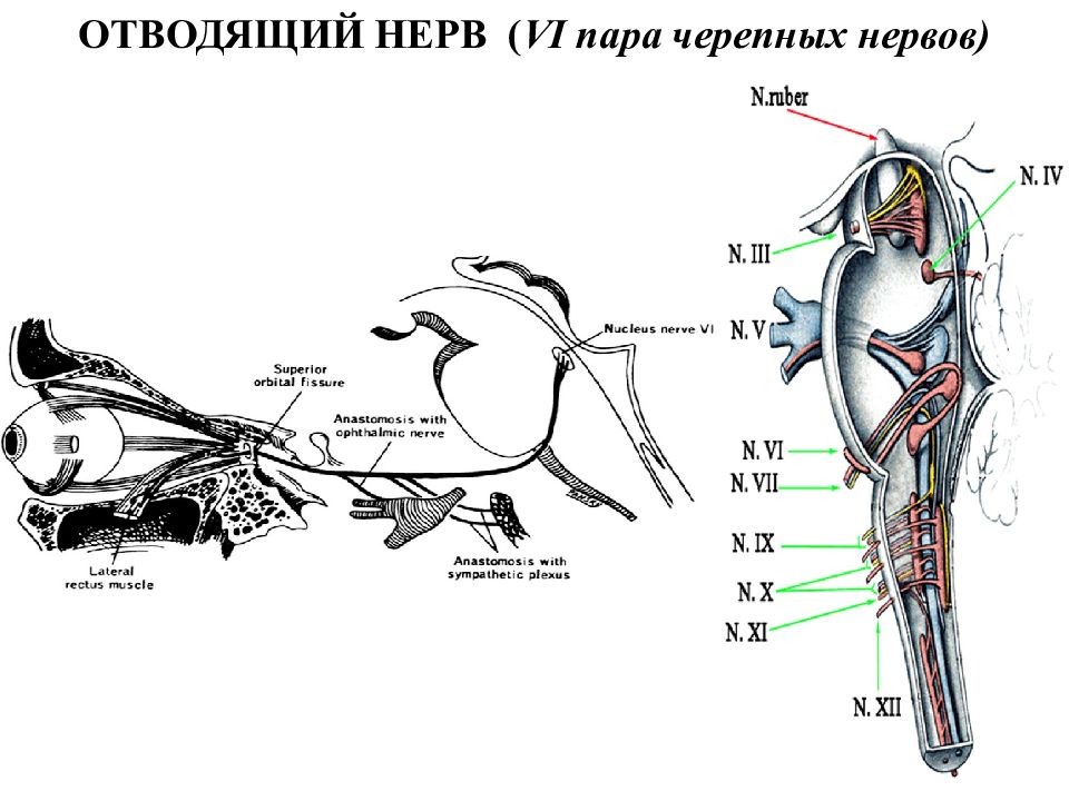 9 черепной нерв. Отводящий нерв анатомия. Отводящий нерв анатомия мозг. 7 Черепной нерв. Анатомия человекасидалещеый нерв.