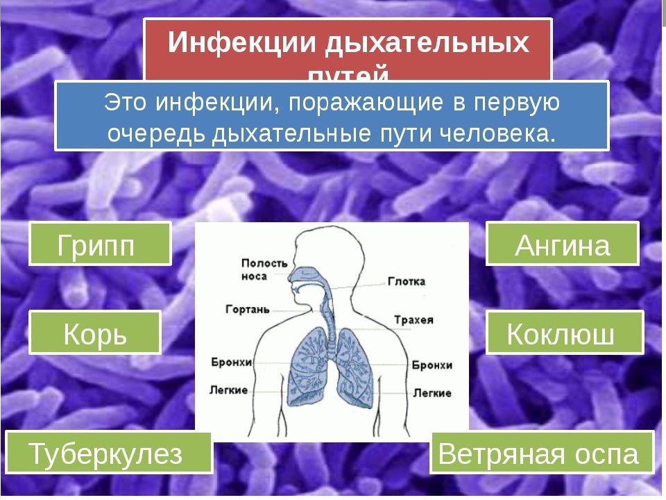 Возбудители инфекционных заболеваний презентация